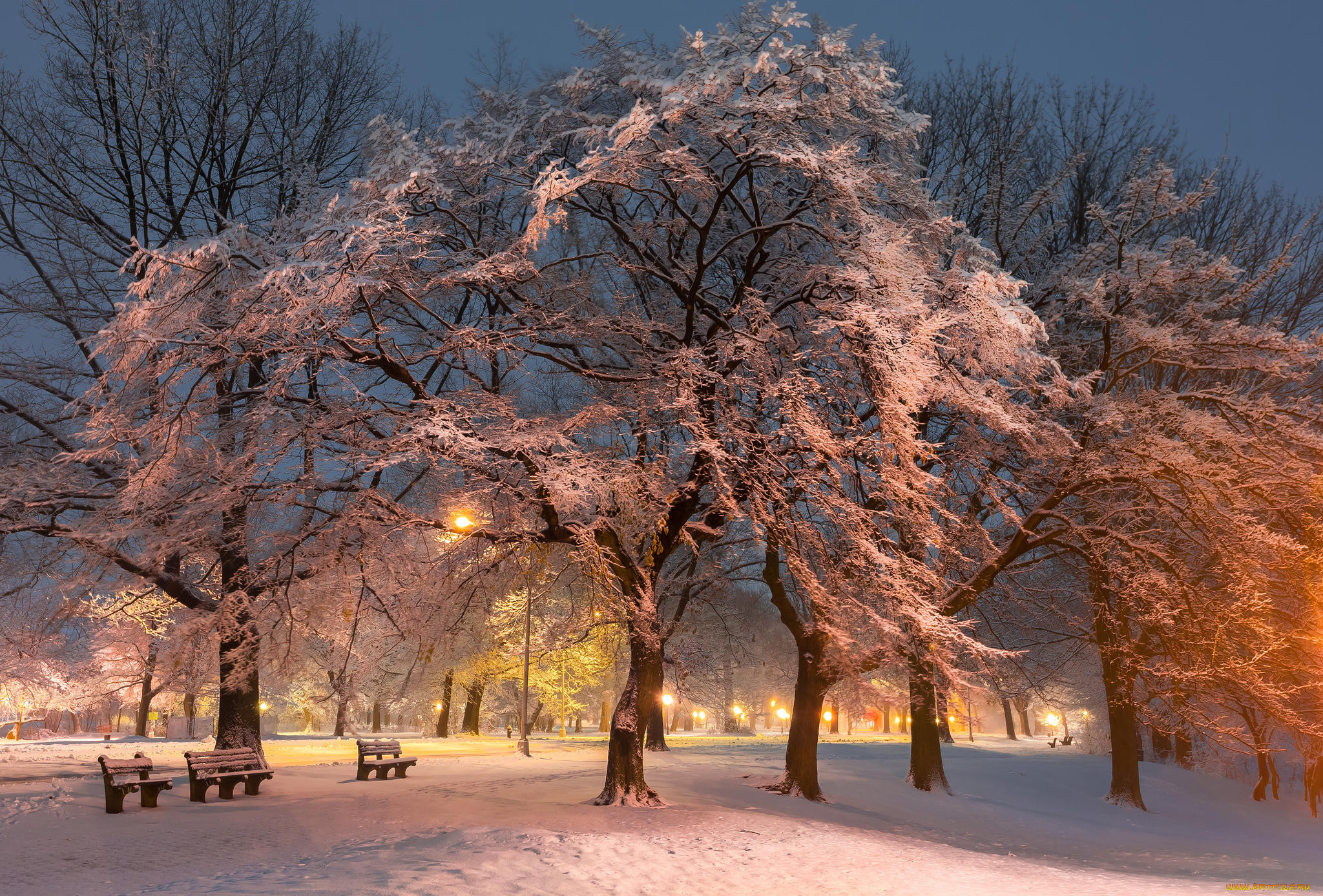 Зима красивые деревья. Зимний парк. Зимнее дерево. Снежные деревья в городе. Красивая зима.